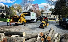 How Our Tree Care Process Works  in  Shark River Hills, NJ