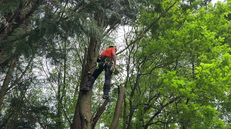 Best Tree Cabling and Bracing  in Shark River Hills, NJ