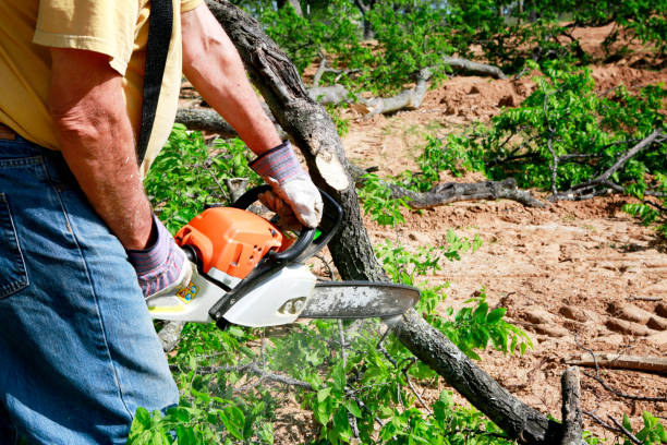 Best Tree Removal  in Shark River Hills, NJ